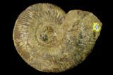 Jurassic Ammonite (Macrocephalites?) Fossil - Dorset, England #156453-1